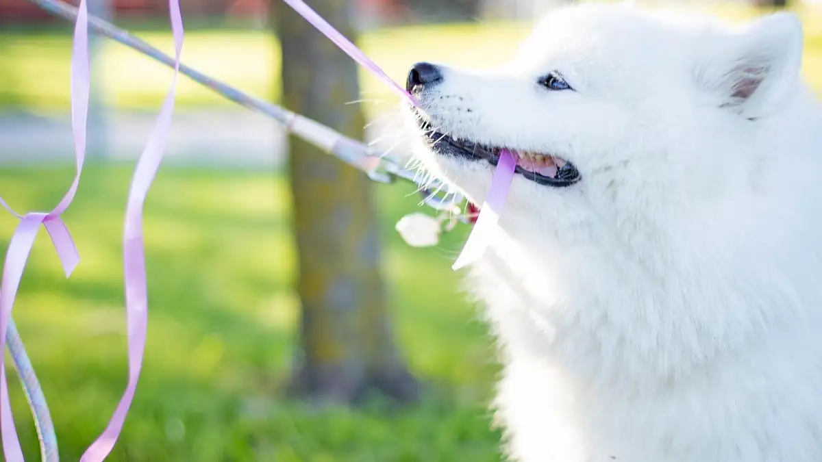 Tu perro adolescente jalonea de nuevo, así retomas el paseo