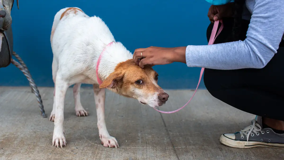 Si adoptaste un perro de la calle, entrénalo en casa
