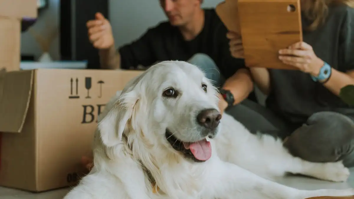 Cajas y botellas para retar la mente de tu perro en casa