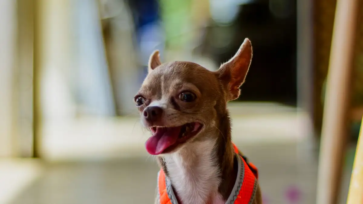 Cómo lograr que tu Chihuahua no jalone ni ladre en la calle
