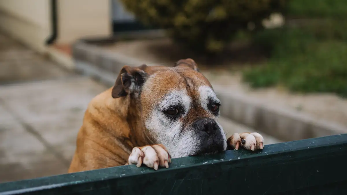 ¿Destruye solo cuando te vas? No es que te odie, es pánico