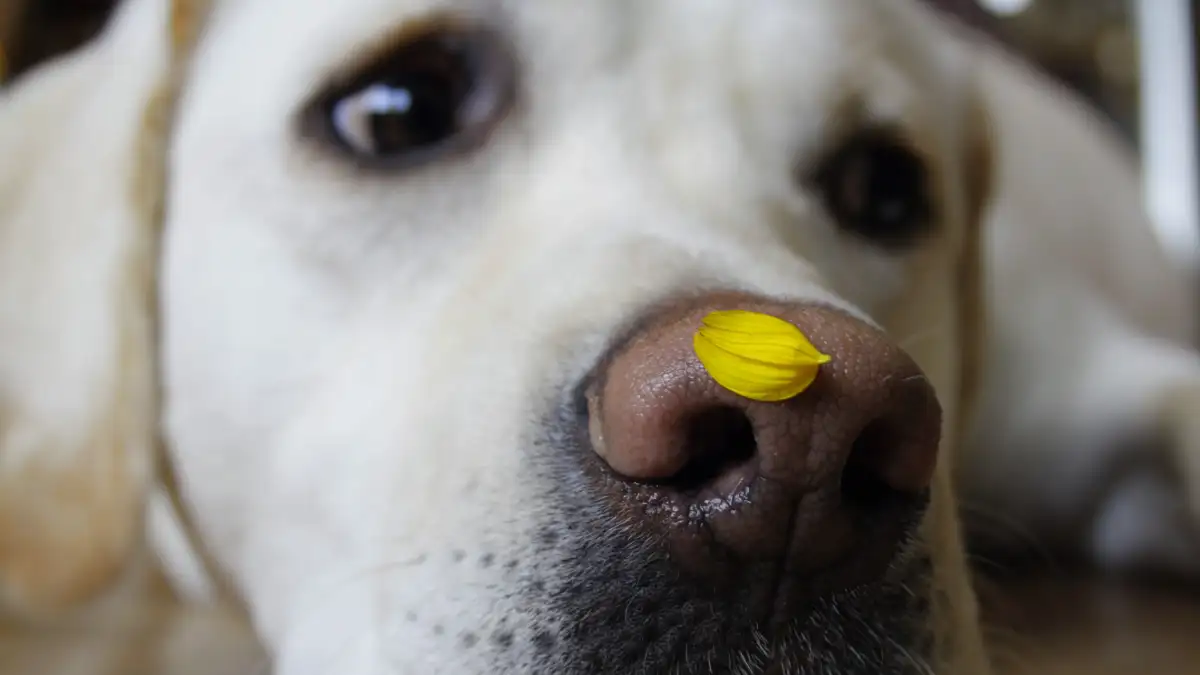 Tu perro no olfatea mal, el juego está demasiado fácil