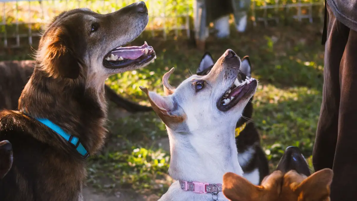 Que tu perro ladre menos antes de que el vecino se queje