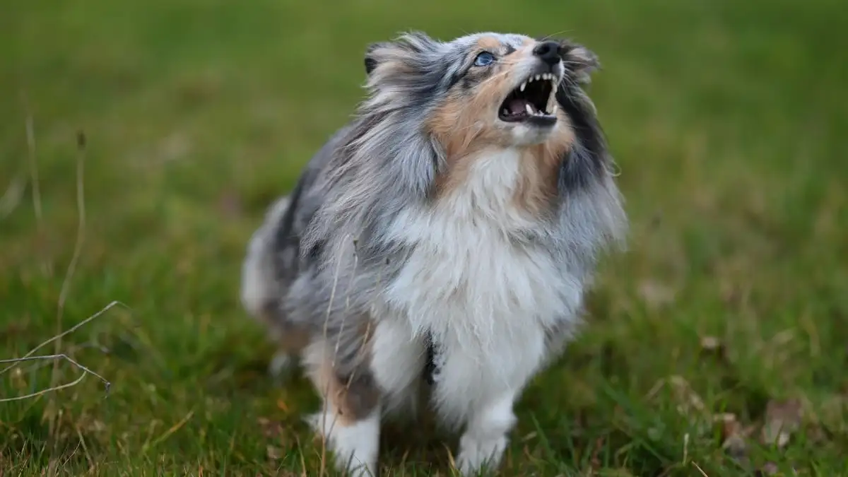 Tu perro puede ladrar menos y aquí empieza el cambio real