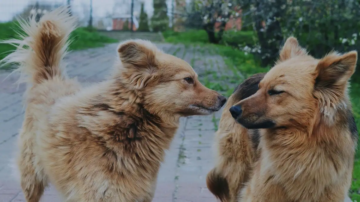 Tu perro puede aprender a ver a otros perros sin ladrar