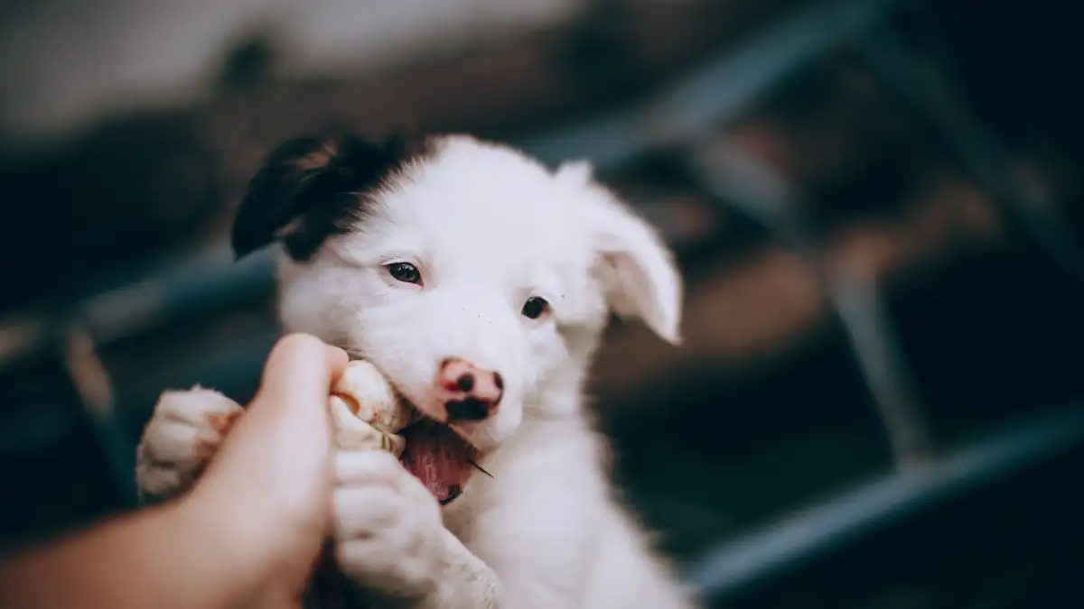 Tu perro no es dominante y así evitas mordidas por su comida