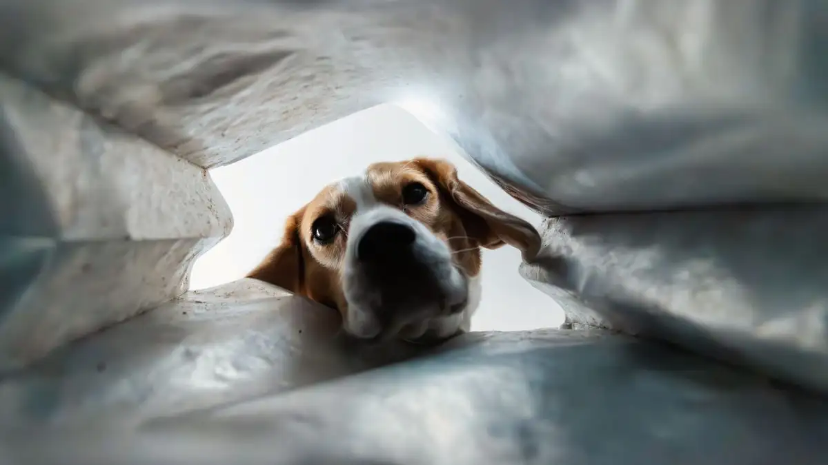 Tu perro no obedece por comida, obedece por la bolsa