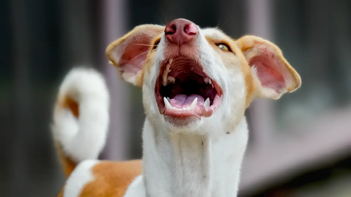 Un educador canino nunca le grita al perro que ladra