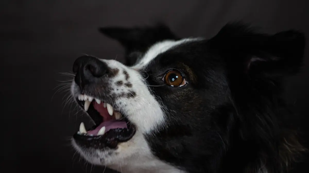Tu perro avisa antes de morder, y no es con un gruñido