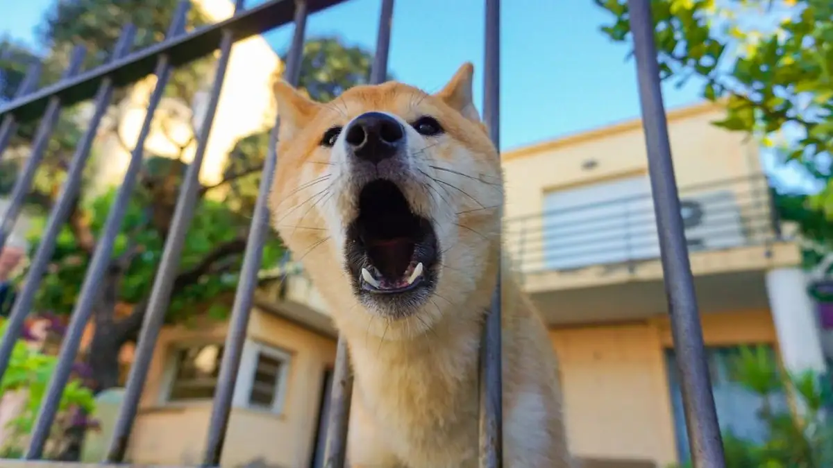 Cada vez que cedes, tu perro ladra más: aprende a parar