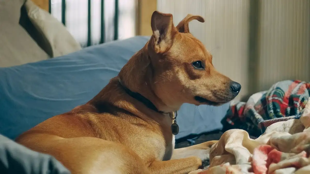Ayuda a tu perro con miedo a cohetes antes de la fiesta