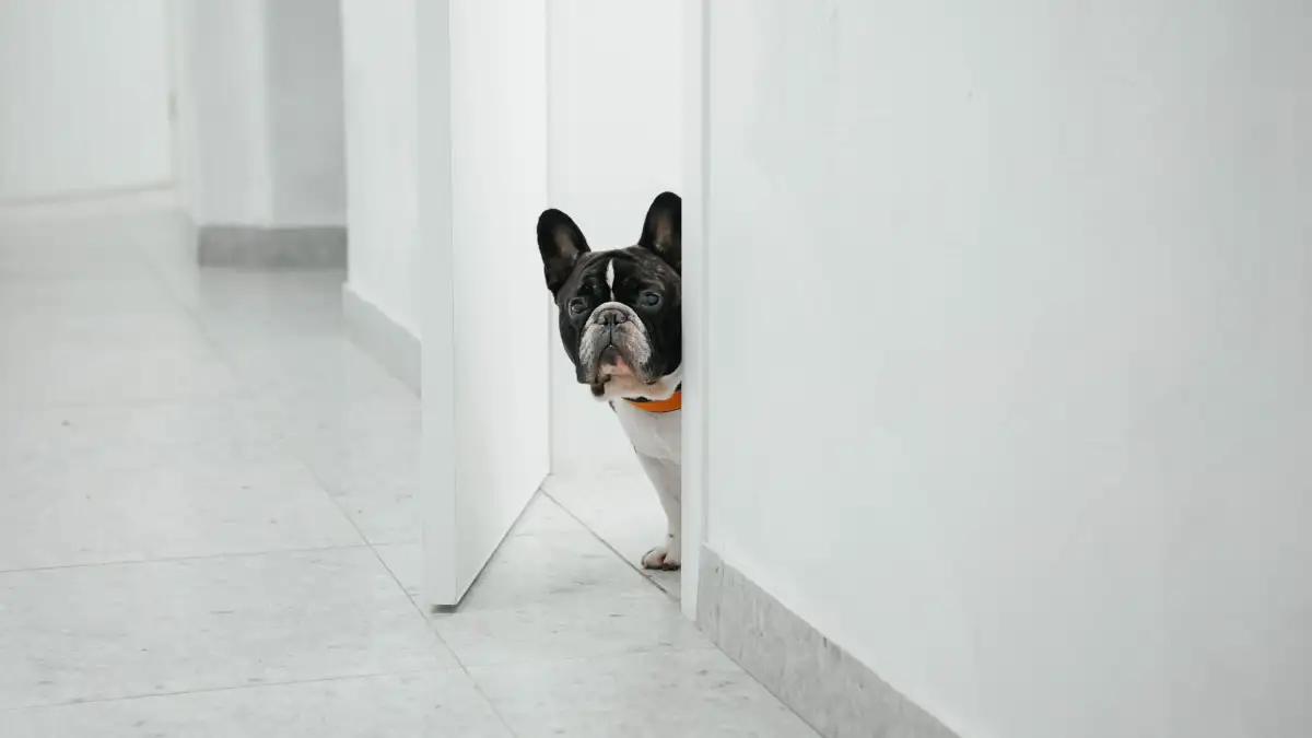 Esconde premios y tu perro se agotará en 15 minutos