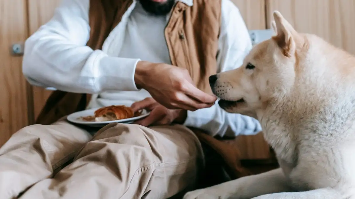 Dejar que los invitados den de comer al perro sale caro