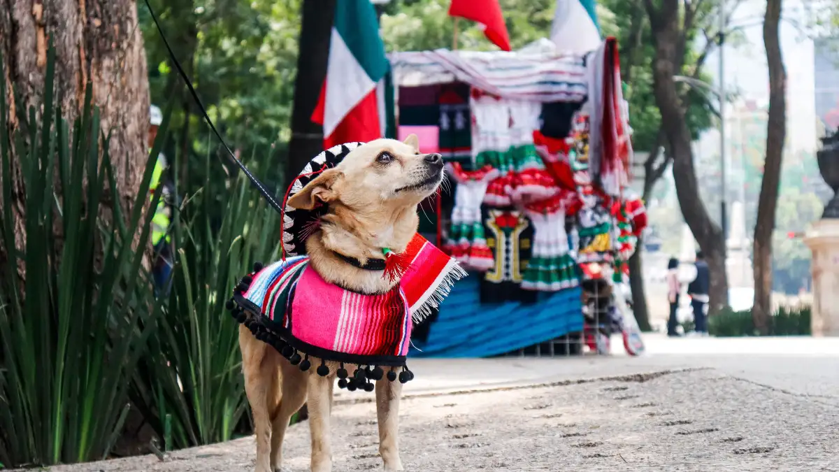 Antes de la próxima fiesta, prepara a tu perro reactivo