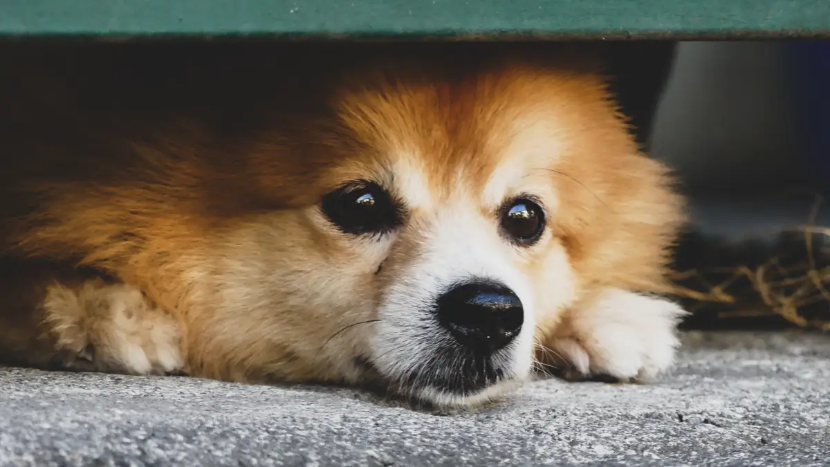 Prepara a tu perro antes de los cohetes y evita mordidas
