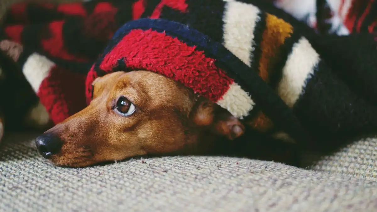 Prepara a tu perro para los cohetes antes de diciembre