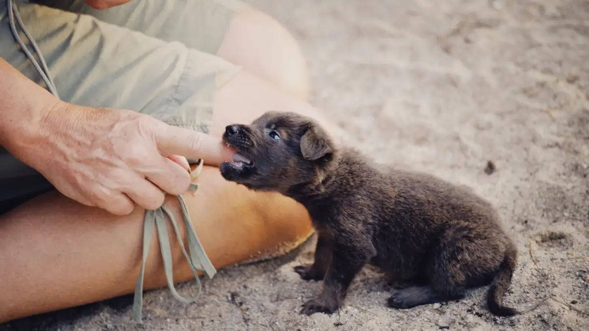 Tu cachorro puede aprender a no morder fuerte sin castigos