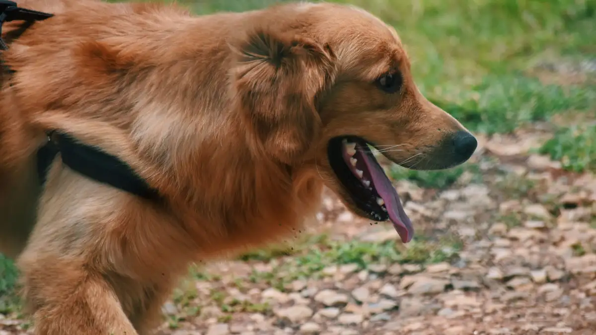 Tu perro reactivo puede pasear tranquilo si lo dejas oler