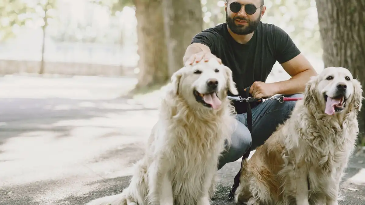 Perro reactivo, guía práctica para ayudarlo sin castigos