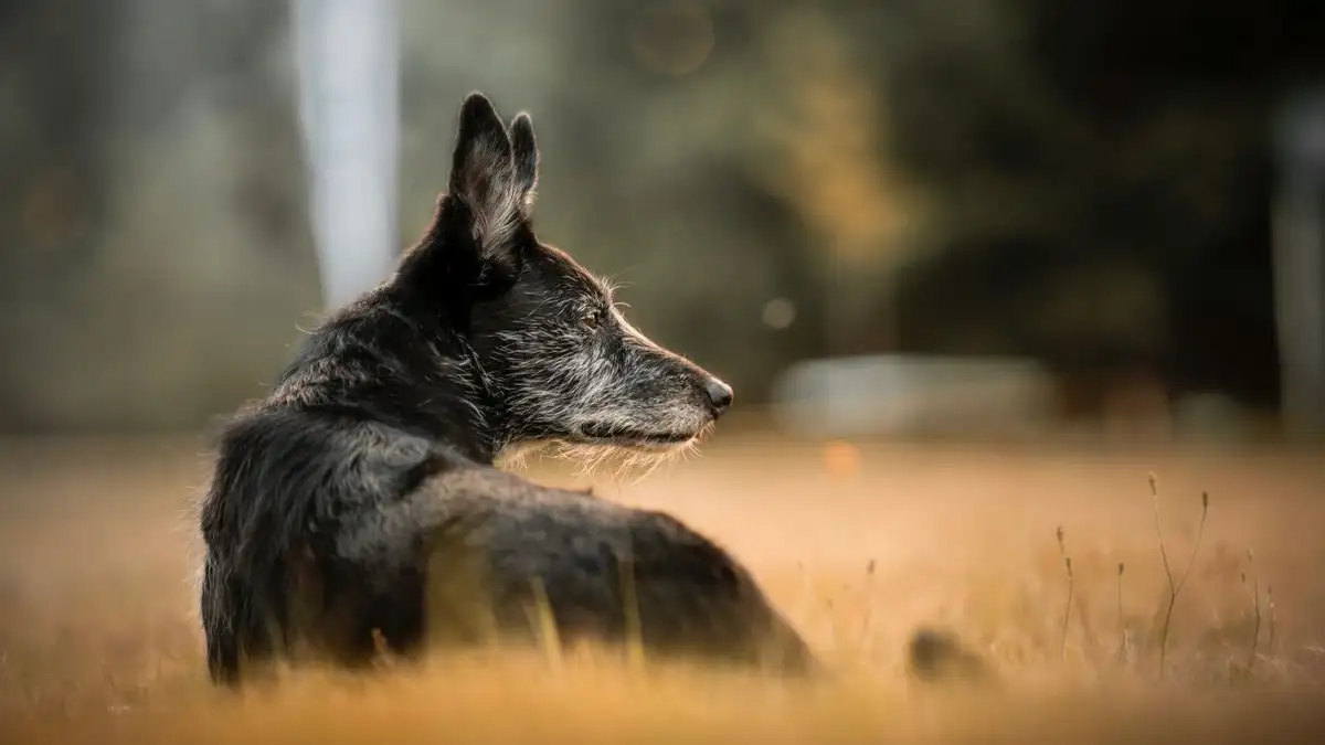 Tu perro rescatado adolescente retrocede, ¿qué haces?