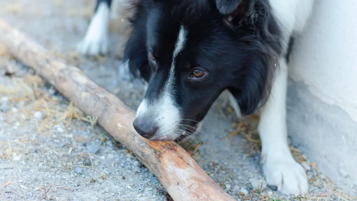 Tu perro rescatado no juega con nada, pero su nariz sí