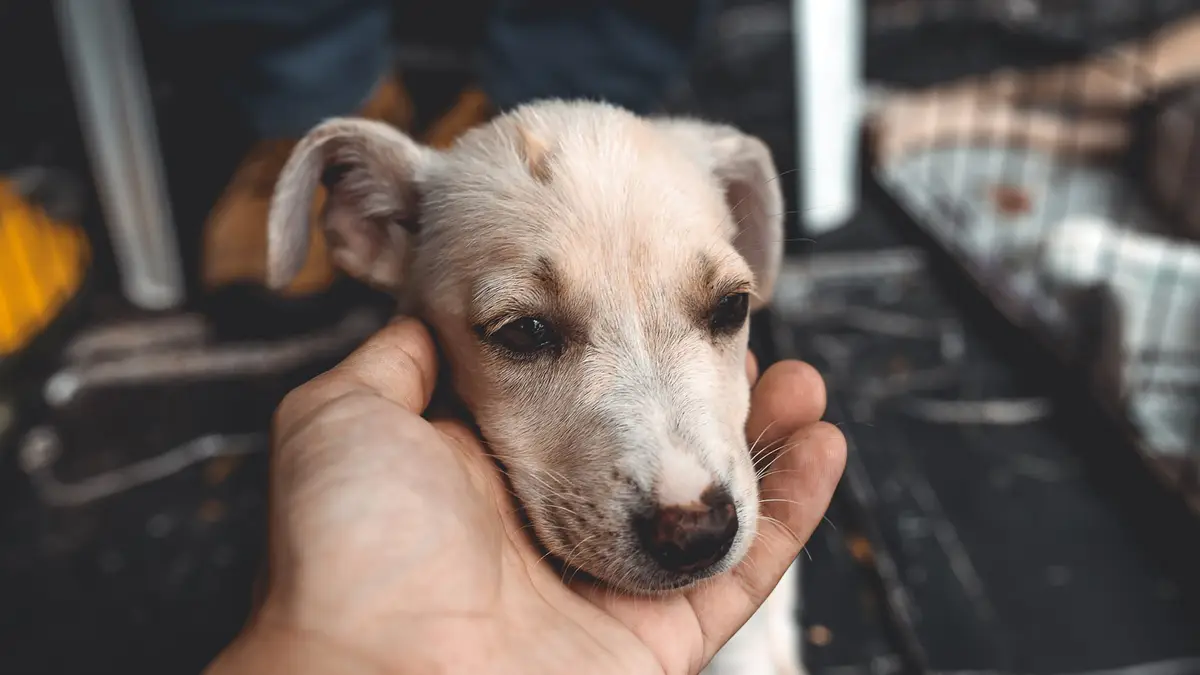 Si tu perro rescatado no acepta premios, empieza más lejos