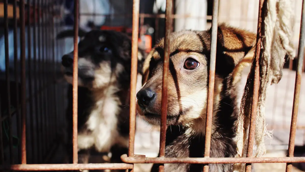 Los perros rescatados reactivos también pueden cambiar