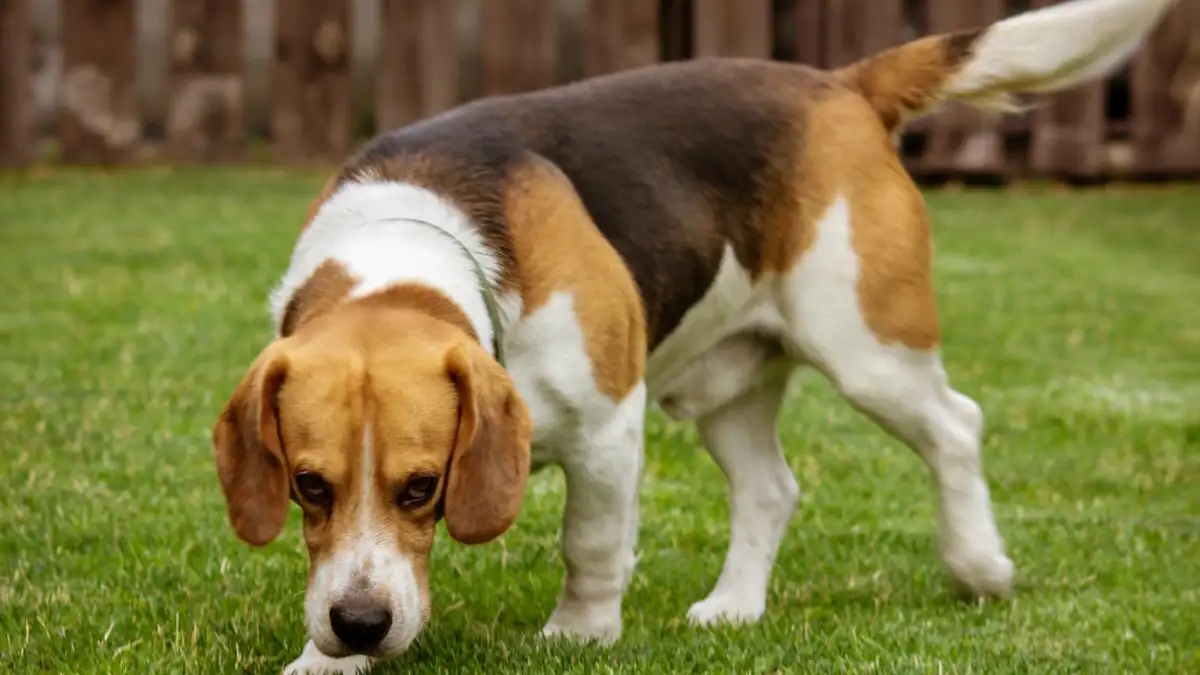 El juego de olfato que cansa a tu perro en 10 minutos