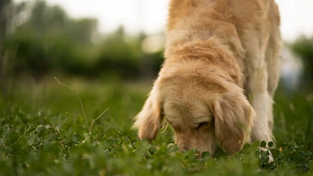 Por qué oler cansa a tu perro más que una hora de paseo