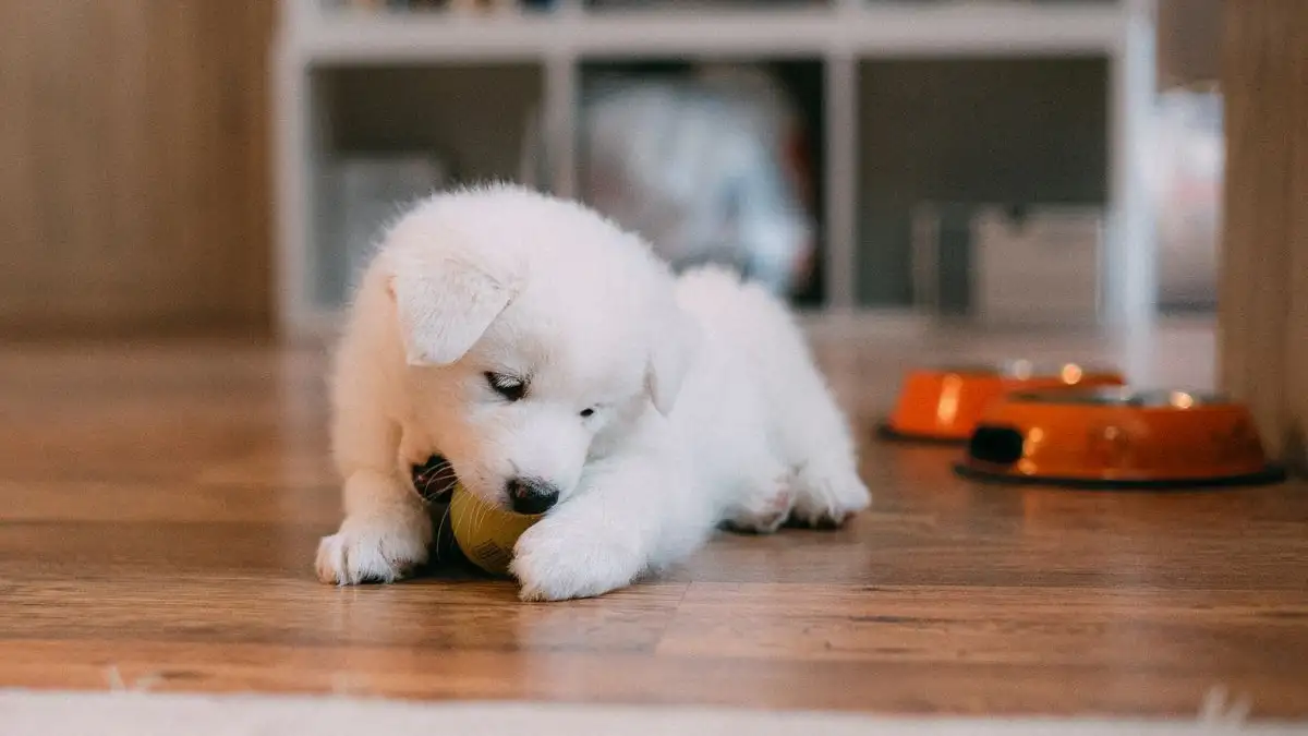 Cambia la mano por un juguete cuando tu cachorro muerde